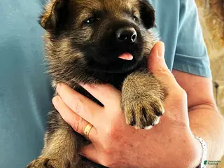 German Shepherd dogs Purple Boy - Ad 25