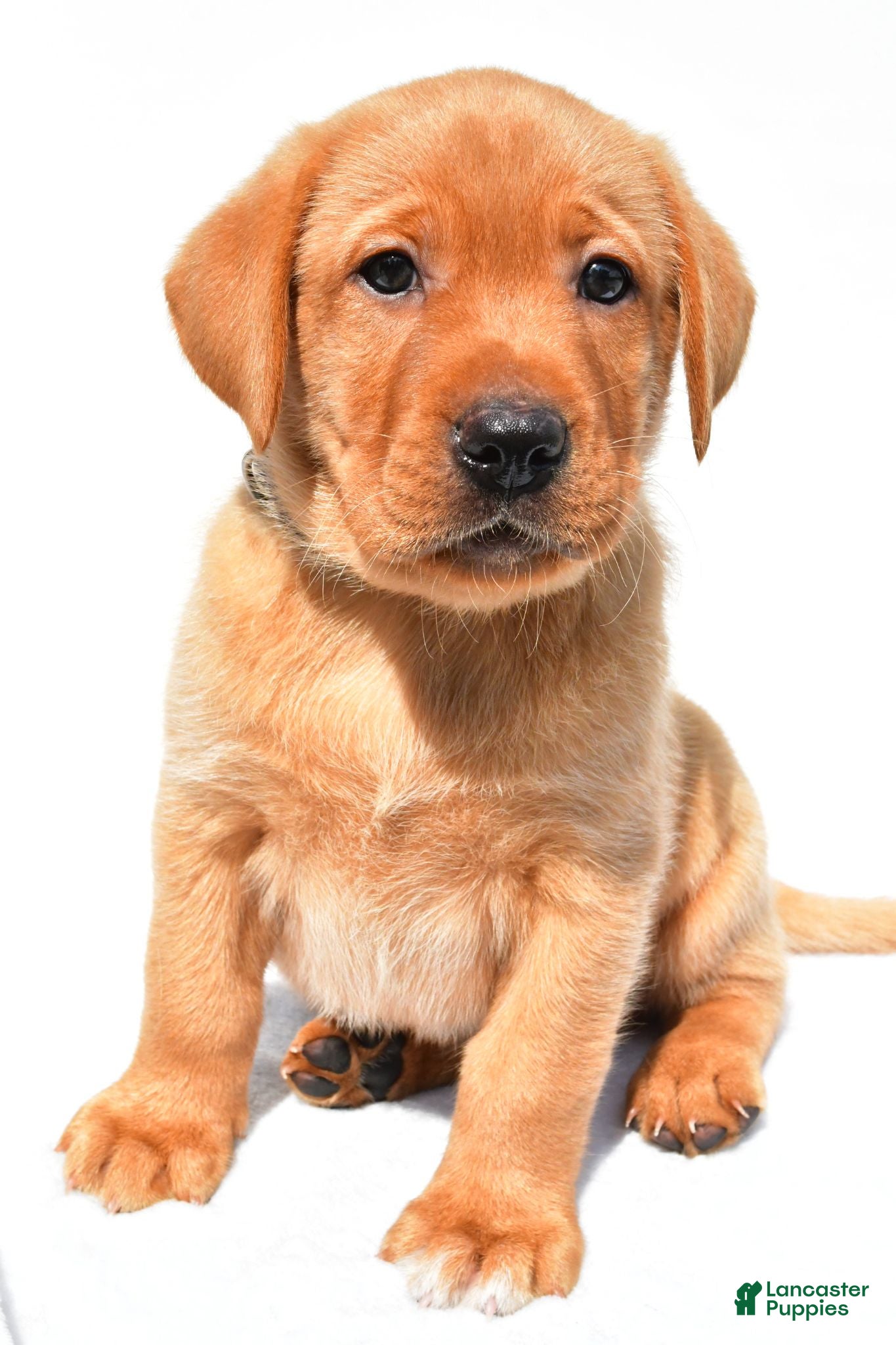 Labrador Retriever dogs Beau - Ad 1