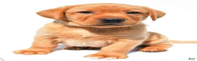 Beau