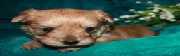 Morkie dogs for sale: Moses - Ad 14
