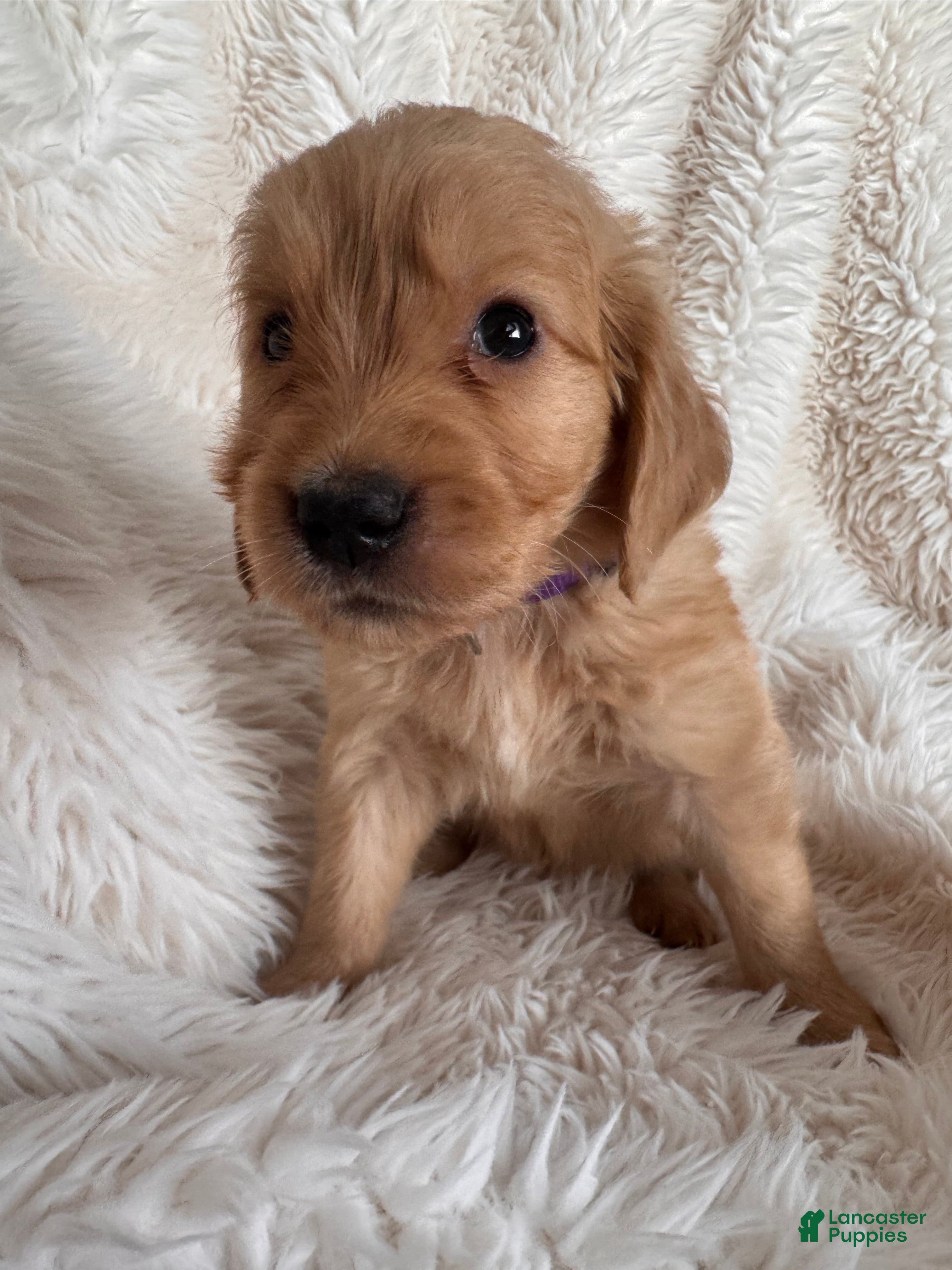 Golden Retriever dogs Pixie - Purple Collar, female - Ad 1