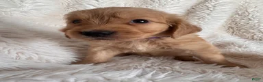 Pixie - Purple Collar, female