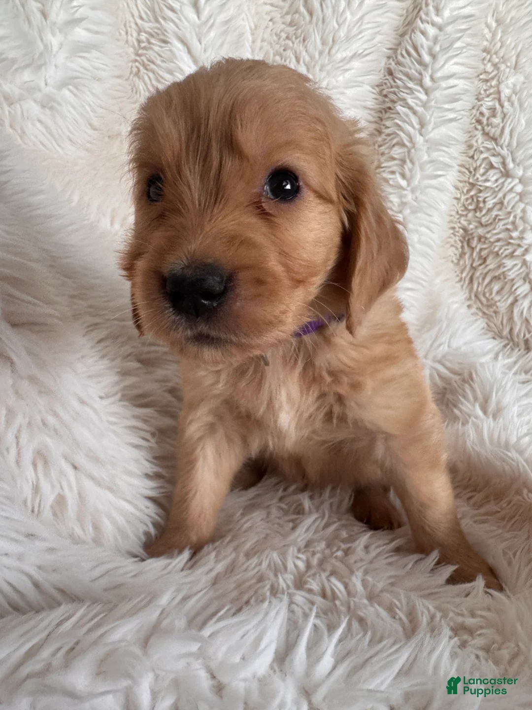 Golden Retriever dogs for sale: Pixie - Purple Collar, female - Ad 1