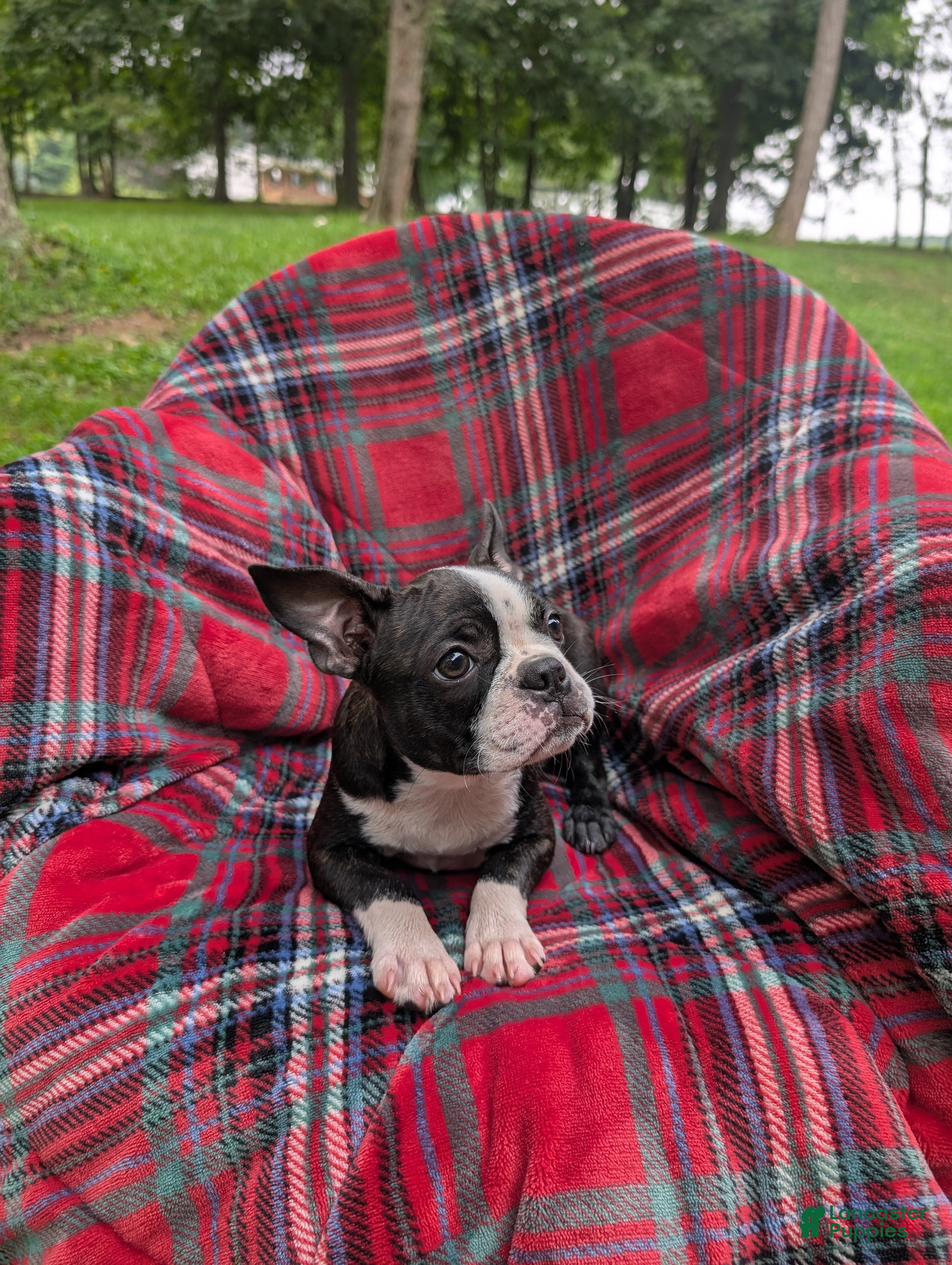 Frenchton dogs Jane - Ad 1