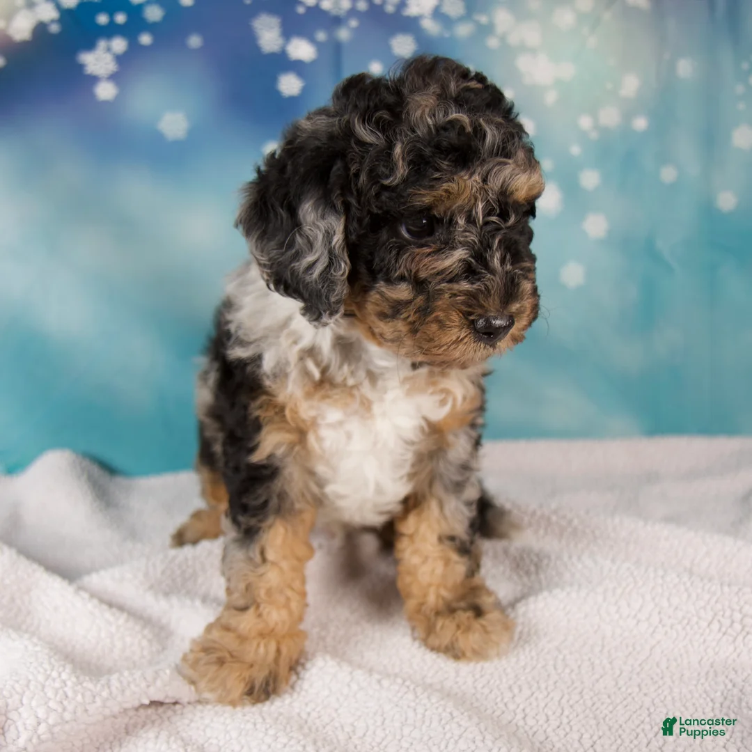 Mini Bernedoodle dogs for sale: Carson - Ad 6