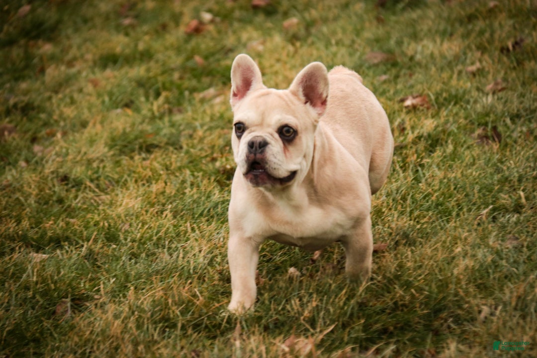 French Bulldog dogs for sale: Addie - Ad 2
