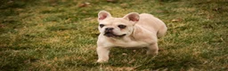French Bulldog dogs for sale: Addie - Ad 3