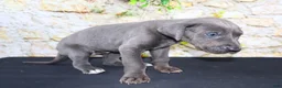 Great Dane dogs for sale: Woogie - Ad 5