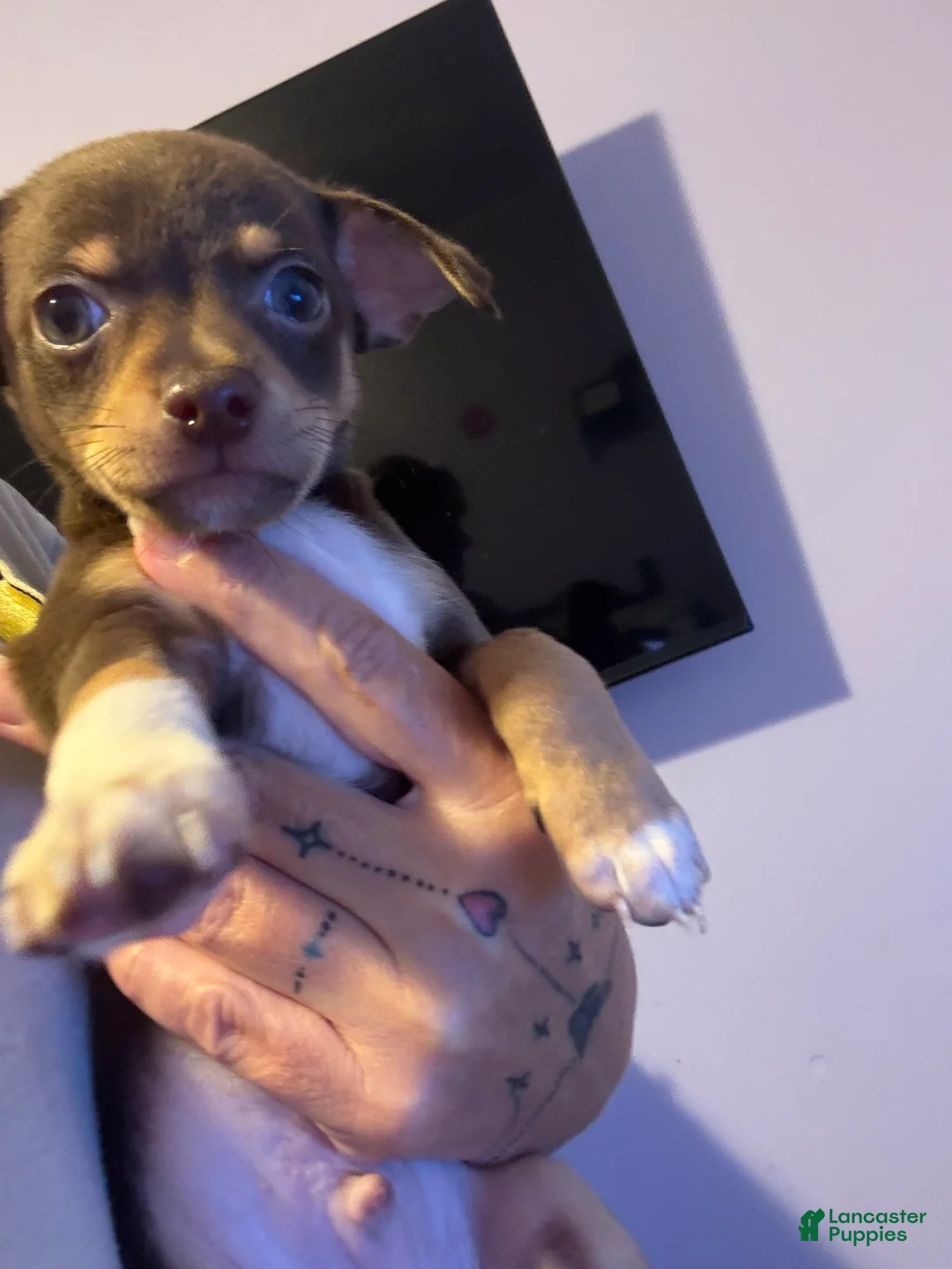 Chihuahua dogs for sale: Chihuahua 2 ready to go tomorrow  - Ad 2