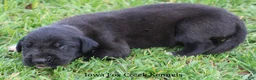 Great Dane dogs for sale: Maya - Ad 4