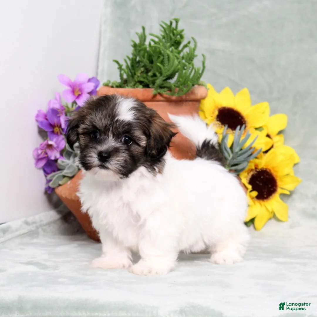Teddy Bear dogs for sale: Unicorn - Ad 5