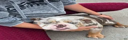 English Bulldog dogs for sale: English Bulldog 1 - Ad 4