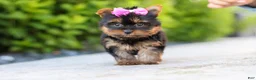 Yorkshire Terrier dogs for sale: Lola - Ad 1