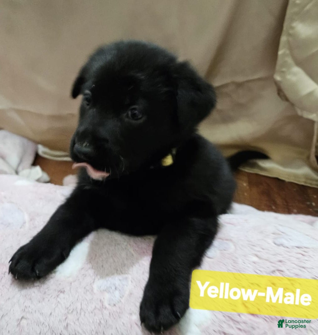 Mixed Breed dogs  Puppy 3 Yellow - Ad 42