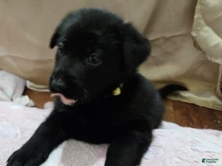 Mixed Breed dogs Puppy 3 Yellow - Ad 33