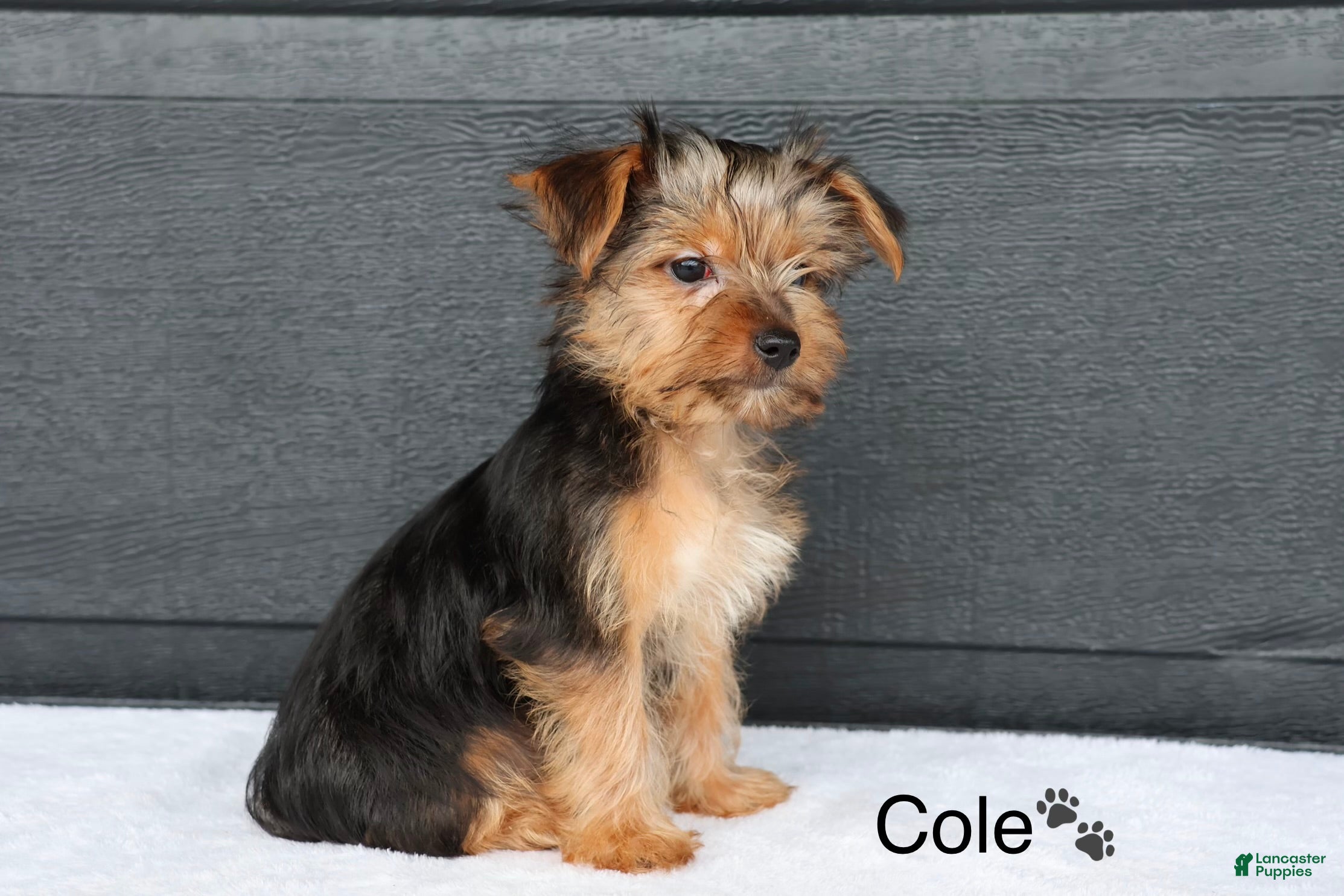 Yorkshire Terrier dogs Cole - Ad 2