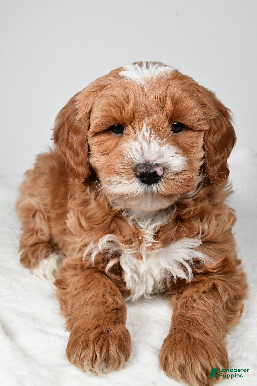Mini Goldendoodle dogs for sale: Dasher - Ad 2