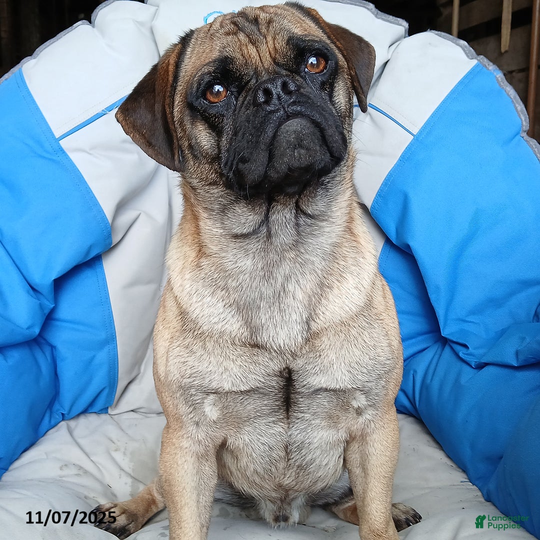 Puggle dogs for sale: Cody - Ad 1