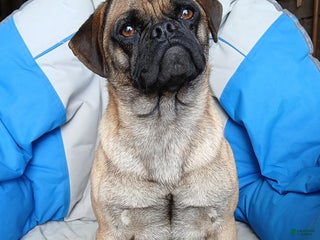 Puggle dogs Cody - Ad 5