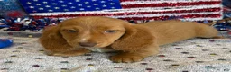 Miniature Dachshund dogs for sale: Bentley - Ad 3