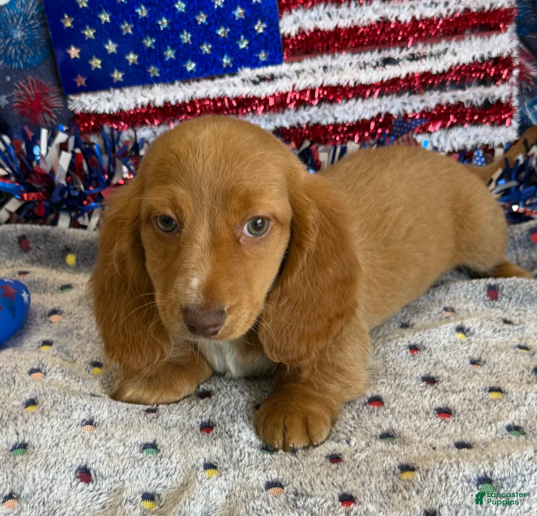 Miniature Dachshund dogs for sale: Bentley - Ad 3