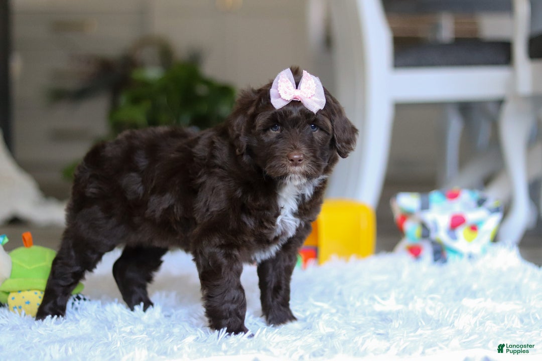 Portuguese Water Dog dogs for sale: Miley - Ad 4