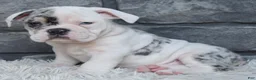 Beabull dogs for sale: Tater - Ad 3