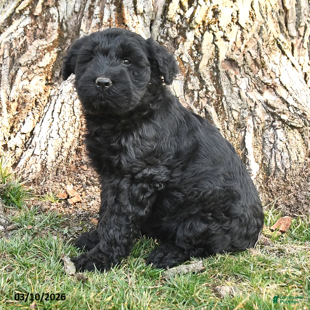 Schnauzer dogs for sale: Piper - Ad 2