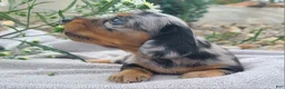 Miniature Dachshund dogs for sale: Kipper - Ad 2