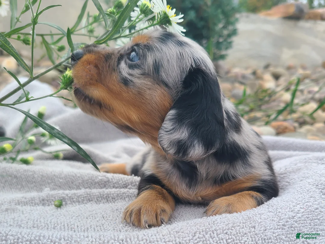 Miniature Dachshund dogs for sale: Kipper - Ad 2