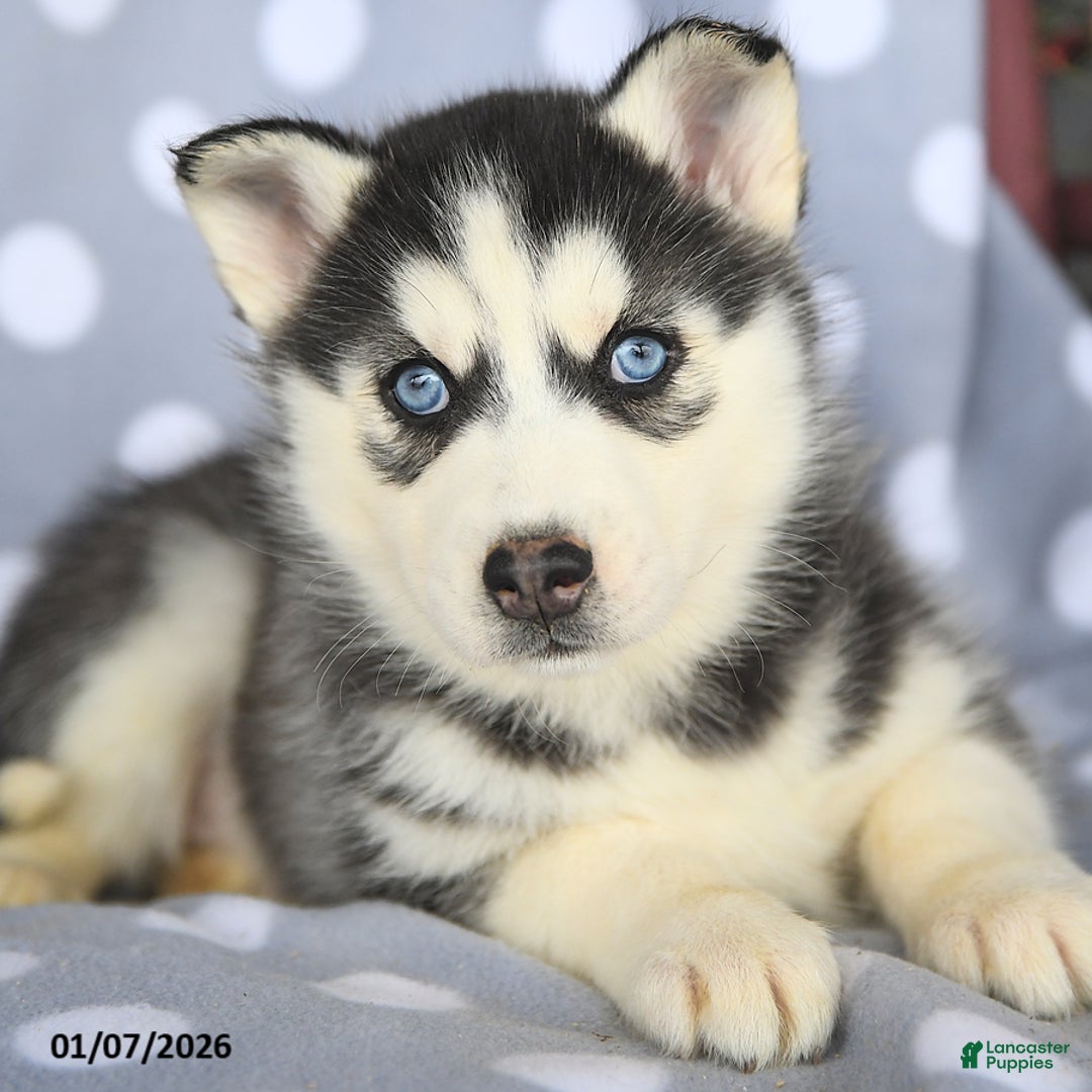 Siberian Husky dogs for sale: Clover - Ad 4
