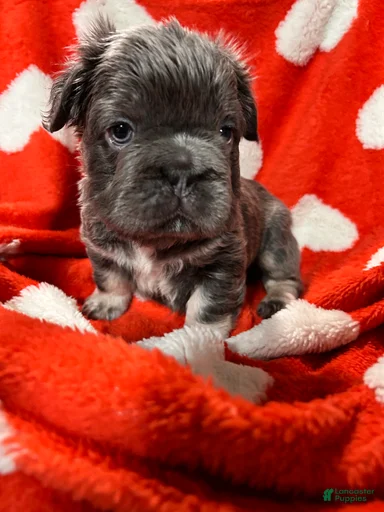 Gallery Image {{count}}