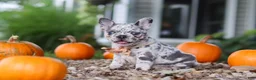 French Bulldog dogs for sale: Hope - Ad 5