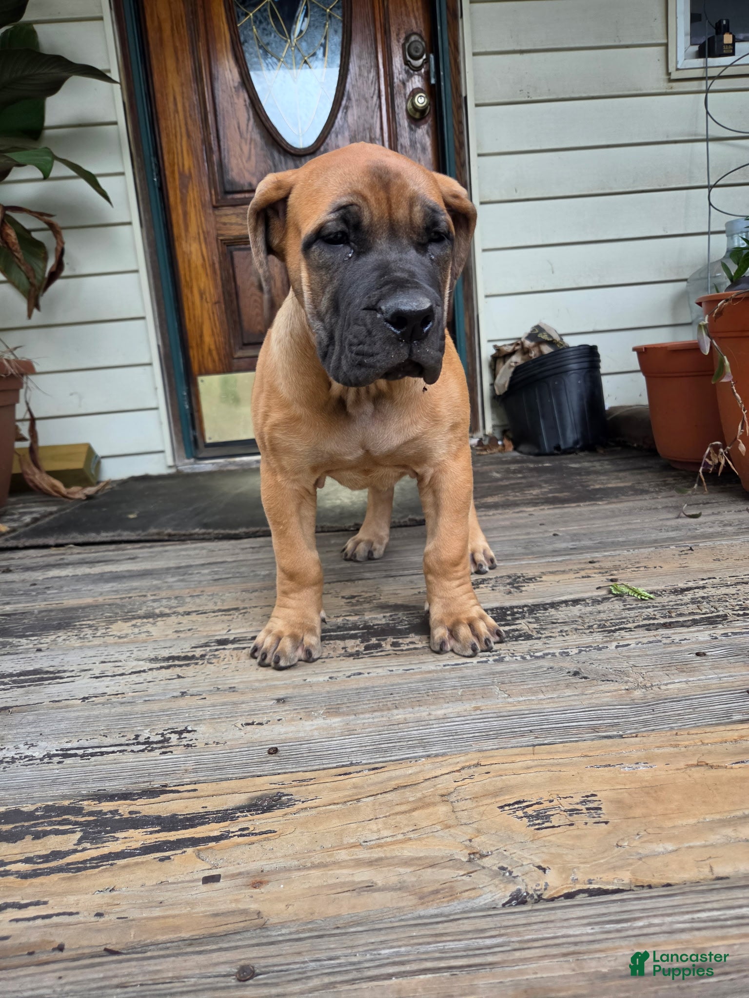 South African Boerboels
