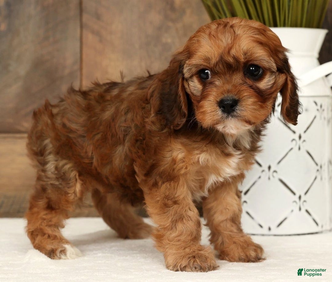 Cavapoo dogs for sale: Cathy - Ad 7