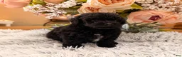 Miniature Poodle dogs for sale: Miniature Poodle 3 - Ad 2