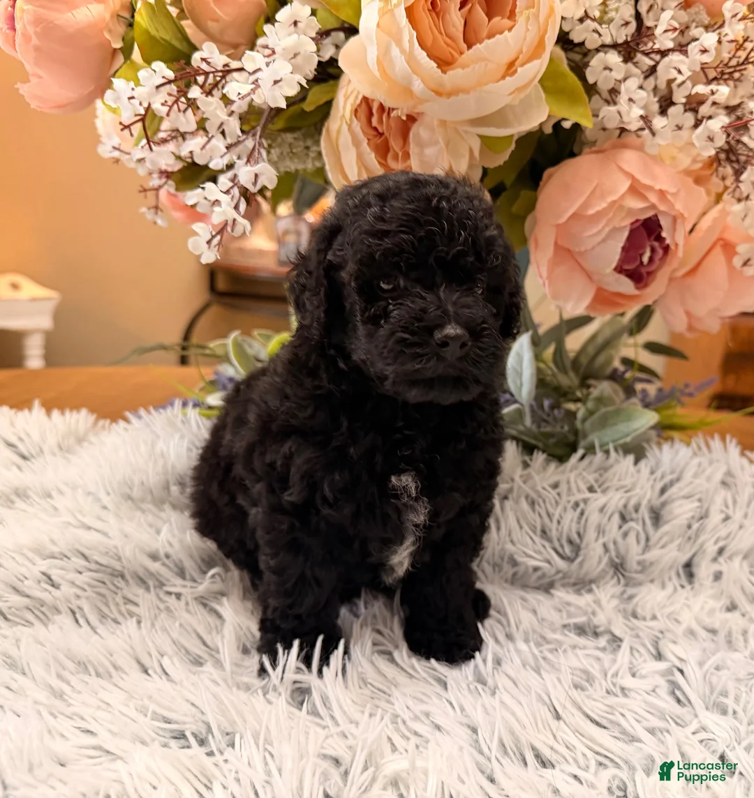 Miniature Poodle dogs for sale: Miniature Poodle 3 - Ad 2