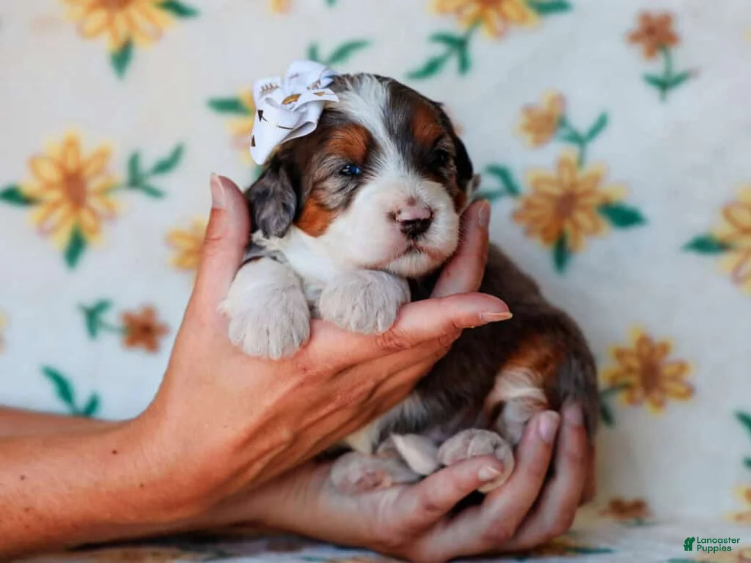 Mini Bernedoodle dogs for sale: Sonya - Ad 6
