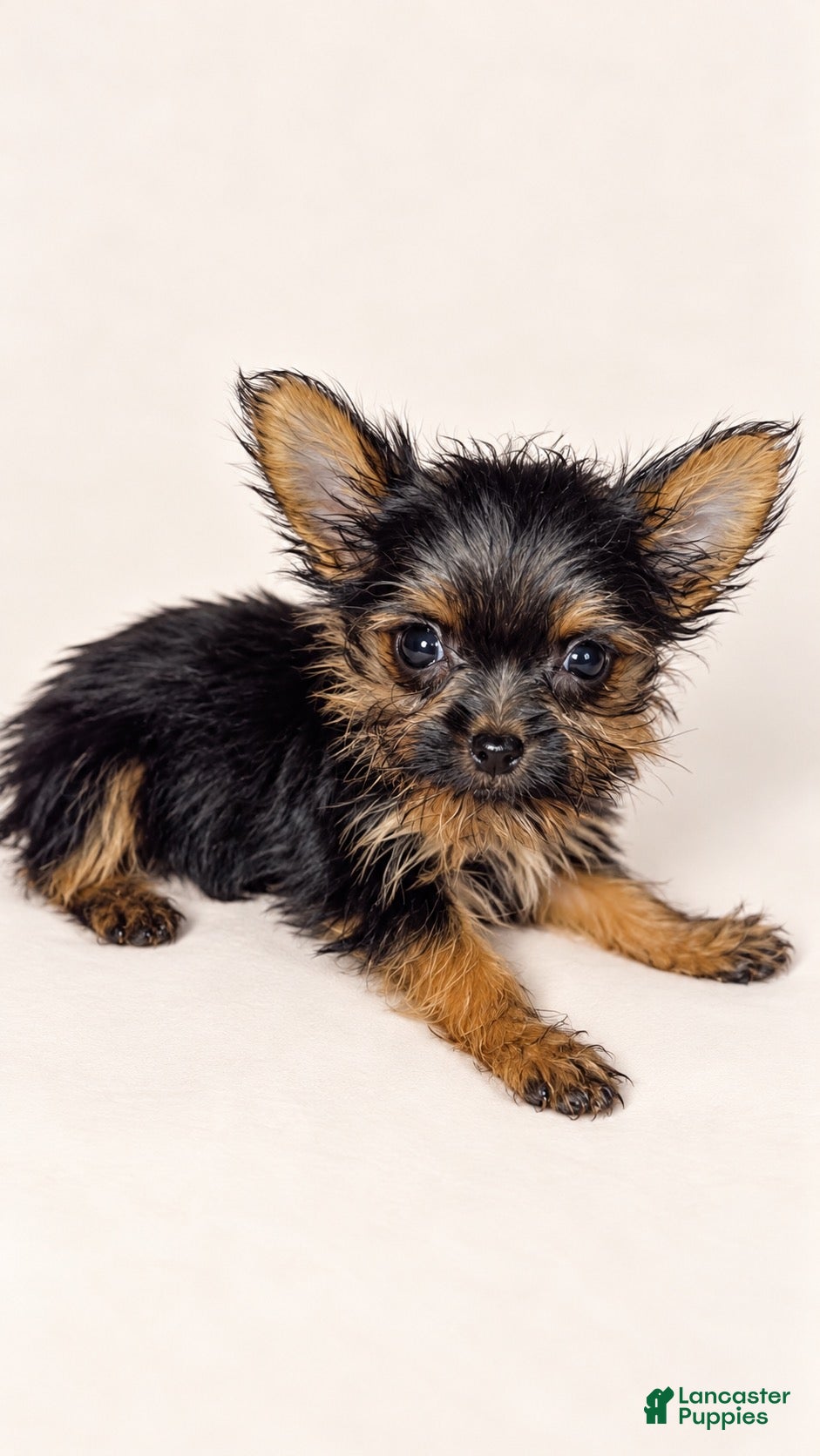 Yorkshire Terrier dogs Jacer - Ad 41