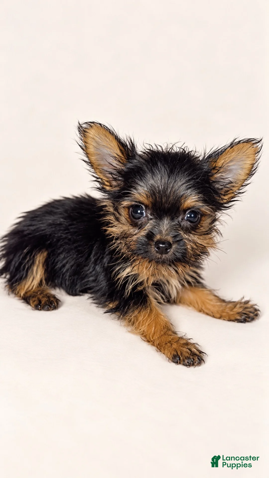 Yorkshire Terrier dogs for sale: Jacer - Ad 1