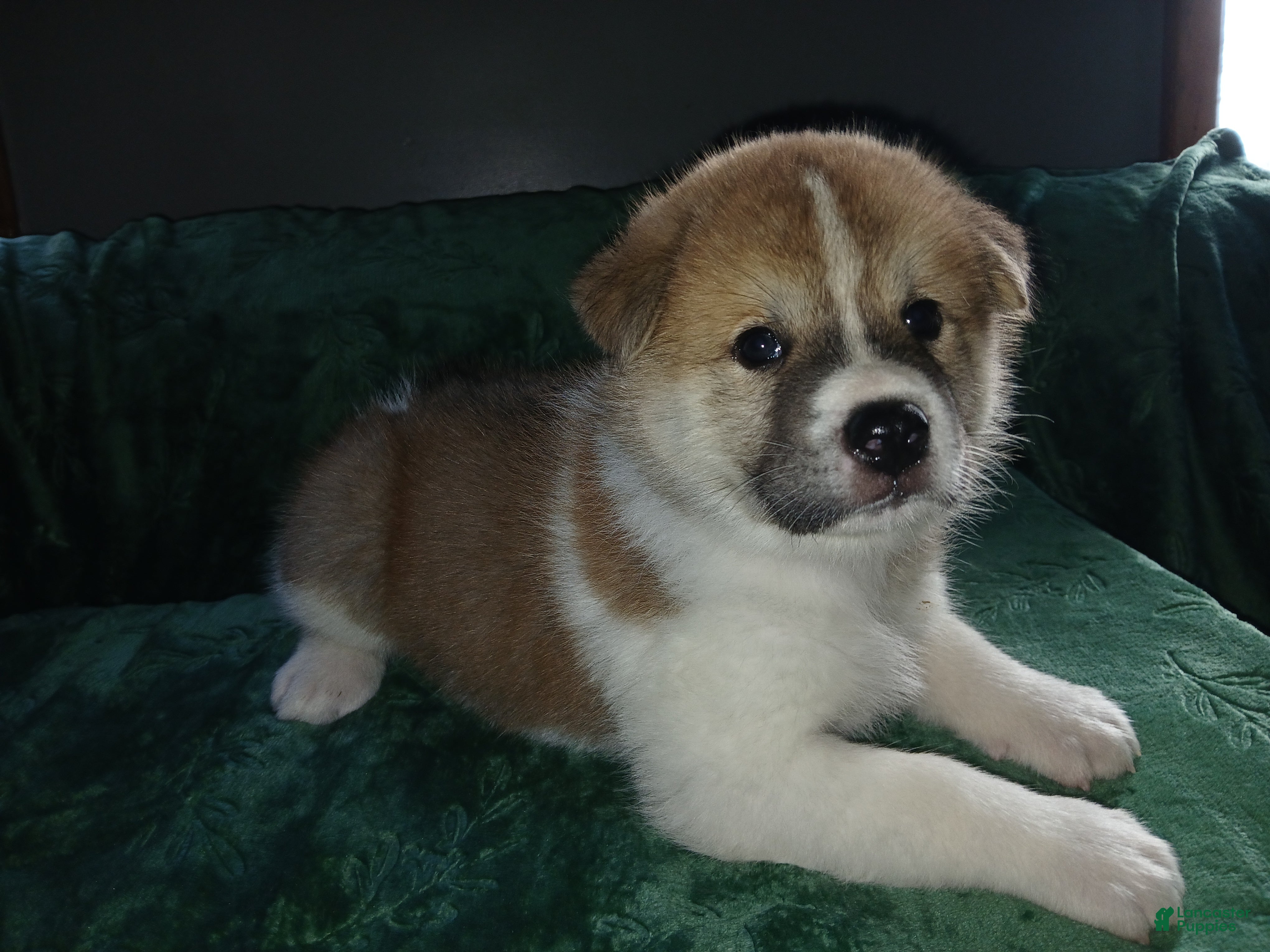 Akita dogs Rowan - Ad 1