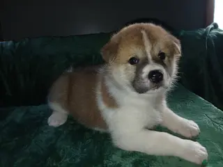 Akita dogs for sale: Rowan - Ad 3