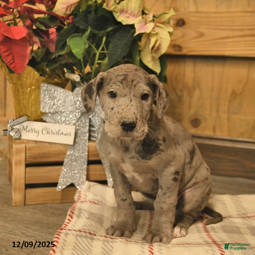 Great Dane dogs for sale: Atlas  - Ad 2