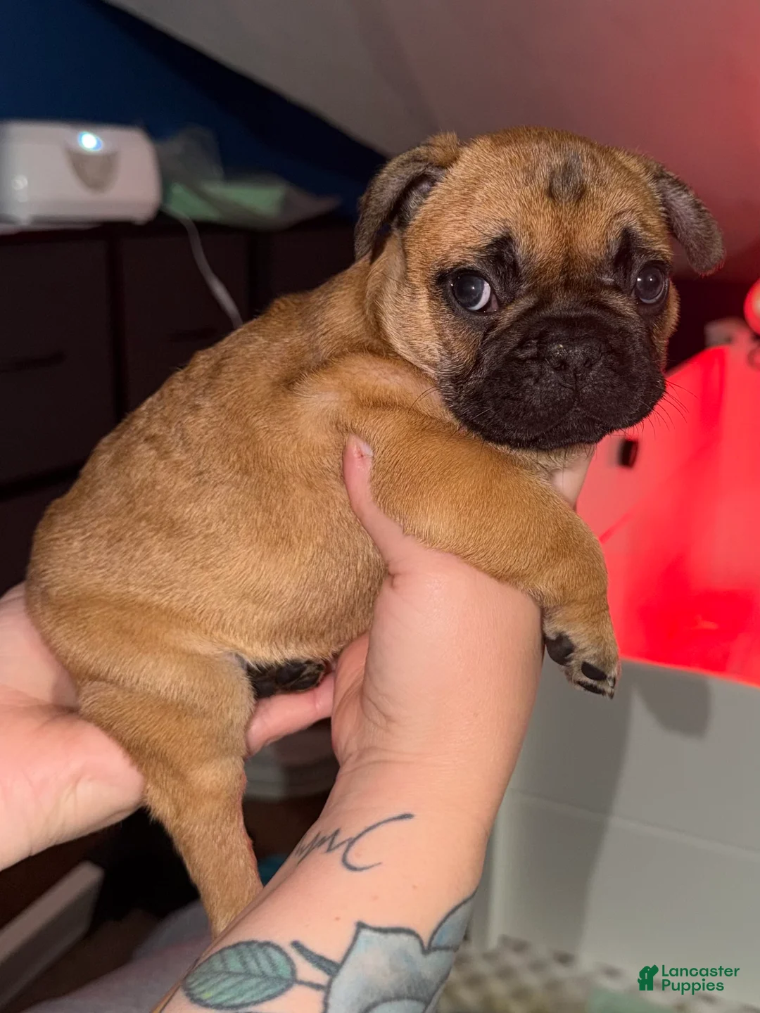 French Bulldog dogs for sale: French Bulldog Puppy 2 - Ad 2