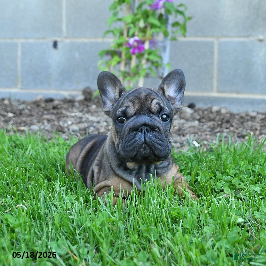French Bulldog dogs Cocoa - Ad 2