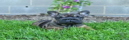 French Bulldog dogs for sale: Cocoa - Ad 2