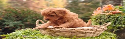 Goldendoodle dogs for sale: Chai - Ad 13