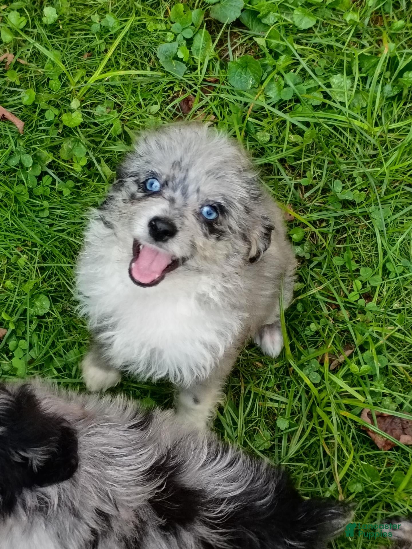 Mini Aussiedoodle dogs Bluey Toy/Small Mini  - Ad 1