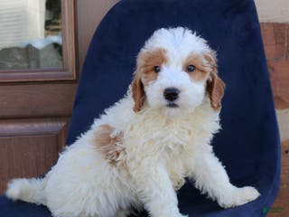 Mini Goldendoodle dogs for sale: Everett - Ad 1