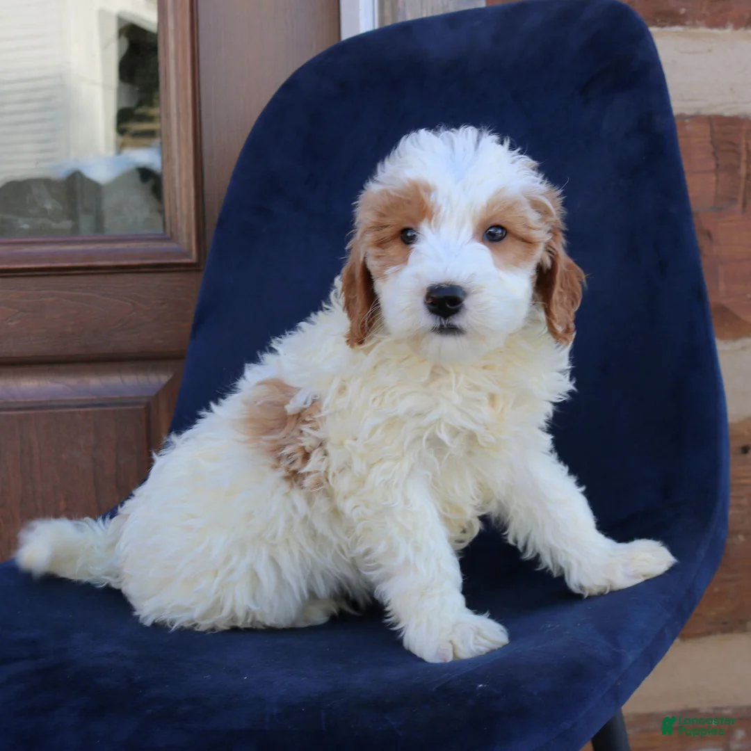 Mini Goldendoodle dogs for sale: Everett  - Ad 1